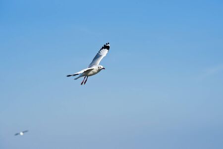 Seagullの写真素材