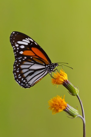 Butterfly 01の写真素材