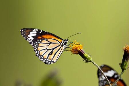 Butterfly on yellow flower over green backgroundの写真素材