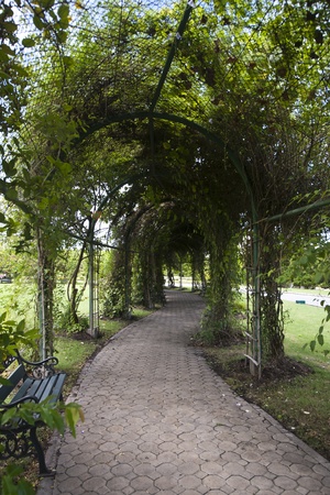 Tree tunnel and footpath in the national parkの写真素材
