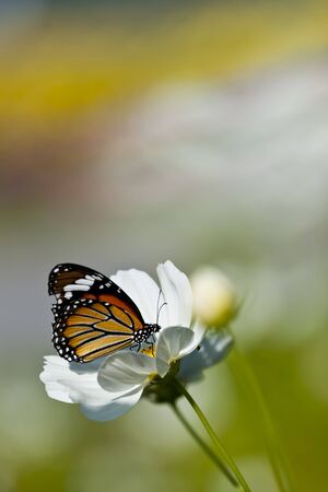 Monarch butterfly resting on a white flower の写真素材