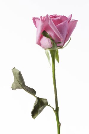 Long stalk pink rose on white backgroundの写真素材