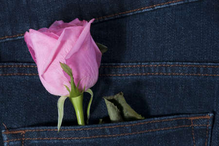 Pink rose in the blue jean pocketの写真素材