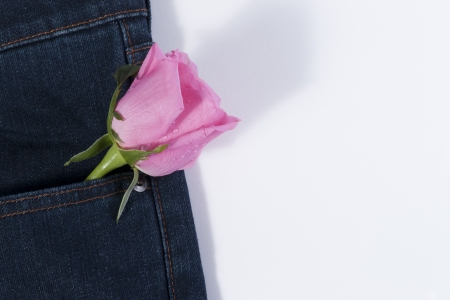Pink rose in the blue jean pocketの写真素材