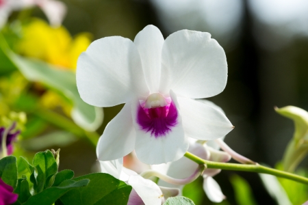 Single dendrobium orchid white purple in the natureの写真素材