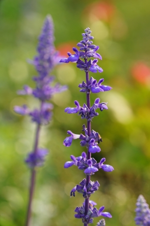 Lavender flower.の写真素材
