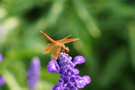 Dragonfly is resting on the lavender flower. の写真素材