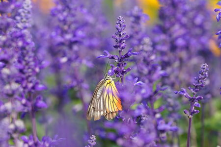Monarch Butterfly on the Lavender in Garden. の写真素材