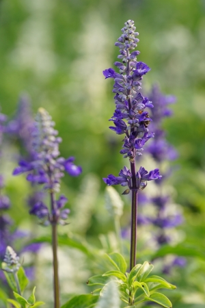 Lavender flower.の写真素材