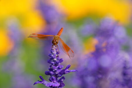Dragonfly is resting on the lavender flower. の写真素材