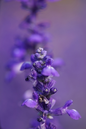 Lavender flower.の写真素材