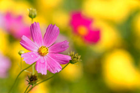 Beautiful Cosmos Flower.の写真素材