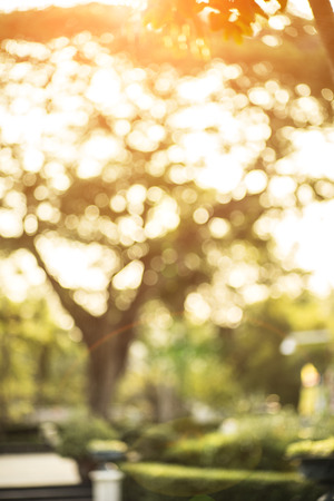 Bokeh leaf with sunlight, warm tone color use for backgroundの写真素材