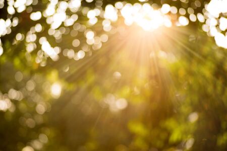 Bokeh leaf with sunlight, warm tone color use for background