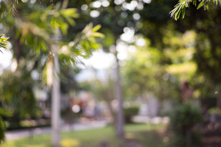 Bokeh leaf with sunlight, warm tone color use for backgroundの写真素材