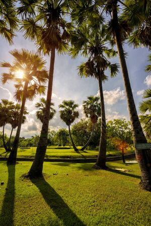 Sunset in park with palm trees and sawamp, green grass.の写真素材