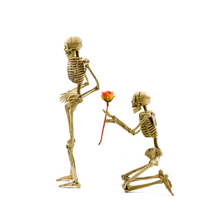 Will you marry me? Skeleton model kneel making proposal to his girlfriend and giving a rose. Isolated on white backgroundの写真素材