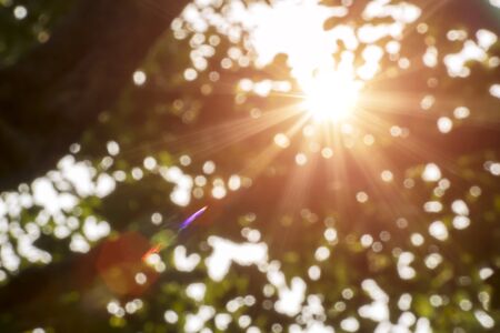 Bokeh leaf with sunlight, warm tone color use for backgroundの写真素材