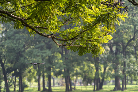 green leaves in the sunshine.の写真素材