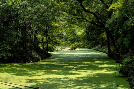 Green trees covered small canal filled with duckweeds in the public park.の写真素材