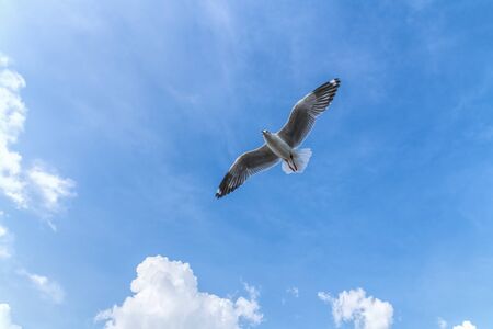 Seagull flying on blue sky.の写真素材