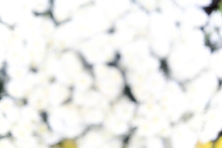 Blurred image of flowers for backgrounds usesの写真素材