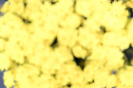 Blurred image of flowers for backgrounds usesの写真素材