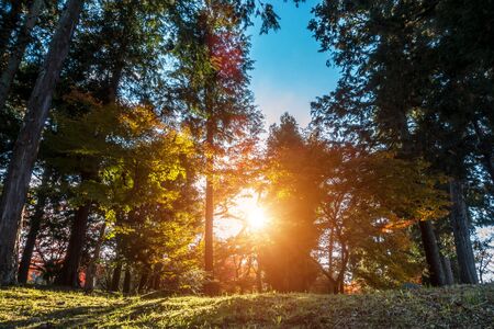 Landscape with deciduous trees and change color of foliage and warm sunray illuminating
