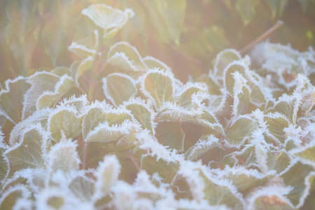 Ivy bordered with hoarfrost in winter in the garden of the monastery, Lorch, Germany