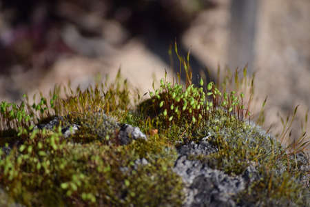 Moss that grows on a rock, Lund Botanical Garden, Sweden