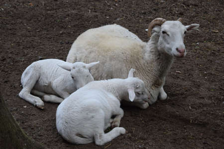 White sheep with its two newborn lambs at Animal Park Bretten, Germany