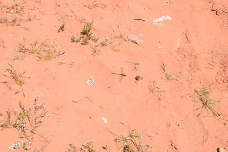 A dragonfly casts its little shadow on the sand of the Wadi Rum Desert, Jordanの写真素材