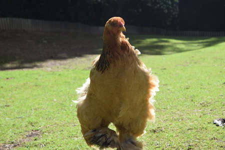 Full body portrait of a brown Brahma chicken whose feathers blow in the wind, Animal Park Bretten,...