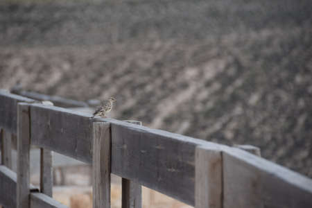Sparrow at the wooden fence at the ruins of the old crusader castle Shobak in Jordanの写真素材