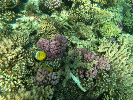 Reef with lots of colorful corals and lots of fish in clear blue water in the Red Sea near...