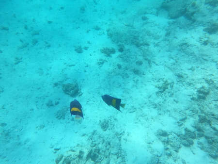 Reef with lots of colorful corals and lots of fish in clear blue water in the Red Sea near...