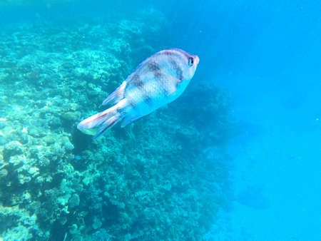 Reef with lots of colorful corals and many fishes, zebrafishes in the clear blue water of the Red Sea near Hurgharda, Egyptの写真素材