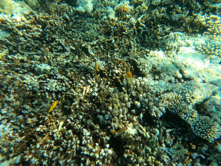 Reef with lots of colorful corals and lots of fish in clear blue water in the Red Sea near...