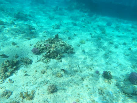 Reef with lots of colorful corals and lots of fish in clear blue water in the Red Sea near...