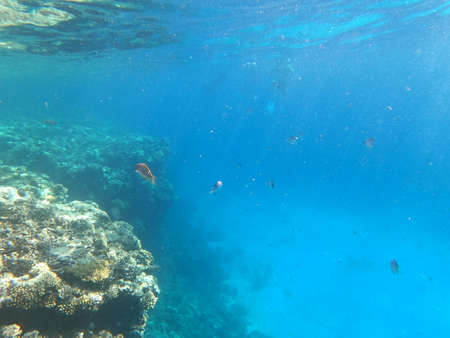Reef with lots of colorful corals and lots of fish in clear blue water in the Red Sea near Hurgharda, Egyptの写真素材
