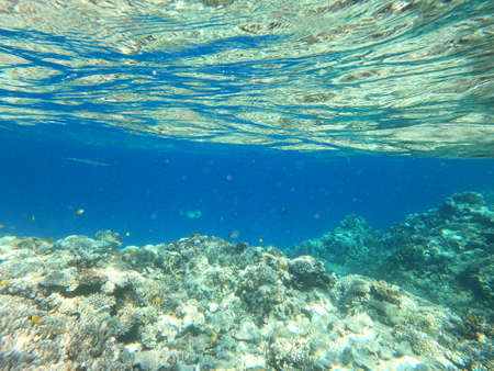 Reef with lots of colorful corals and lots of fish in clear blue water in the Red Sea near Hurgharda, Egyptの写真素材