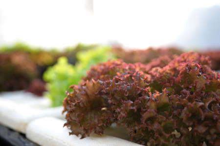 Hydroponic vegetableの写真素材