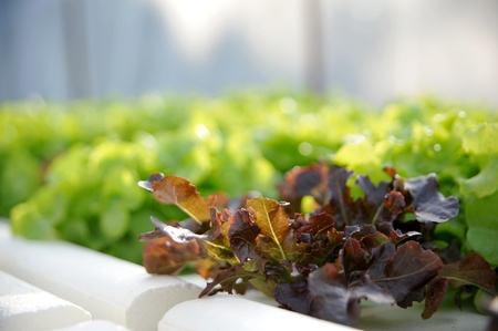 Hydroponic vegetableの写真素材