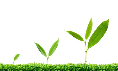 the different steps of a tree growing  の写真素材