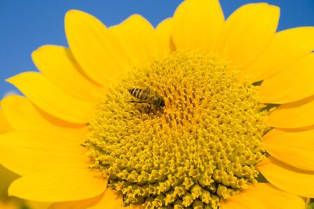 Beautiful landscape with sunflower field over cloudy blue skyの写真素材