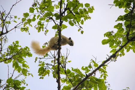 Squirrel sticks on a branch Are living in the morning