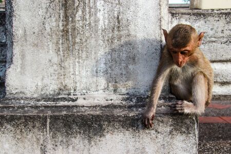 monkey is on the ground lonely.の写真素材