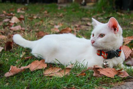 white cat is lying on the grass happily.の写真素材