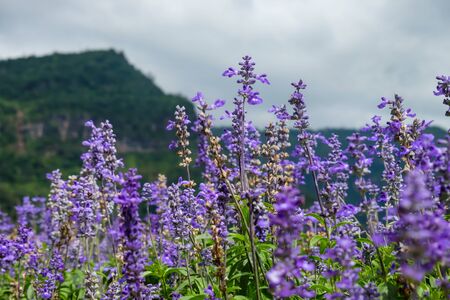 Fresh purple lavender flowers With mountains in the background.の写真素材