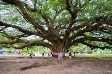 Giant Chamchuri Tree Before building a bridge, walk around the tree.Located at Village No. 5, Kasikorn Village, Koh Samrong Subdistrict, Dan Makham Tia District, Kanchanaburi Province, Thailandのeditorial素材